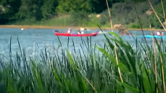 双人独木舟皮划艇通过芦苇在野生河流上进行赛车运动视频的预览图