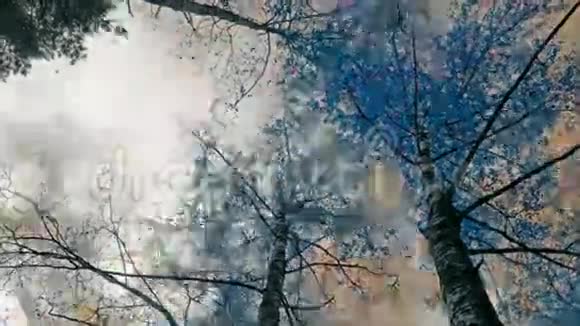 火焰中的桦树像IR一样的颜色视频的预览图