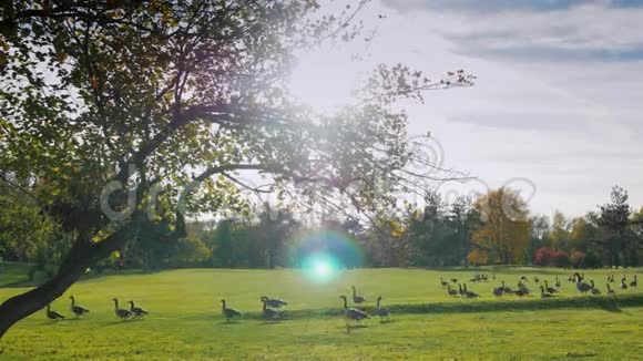 在绿色草地上漫步成群的加拿大鹅秋日晴朗日落前视频的预览图