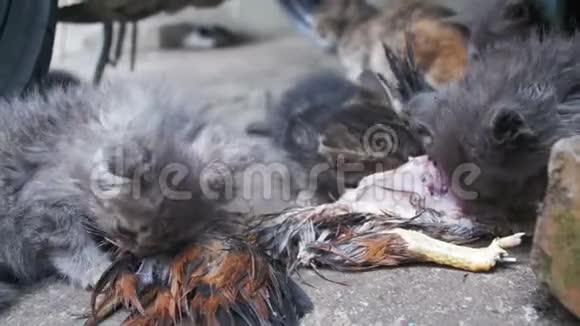 流浪饥饿的小猫吃街上的一只捕鸟视频的预览图