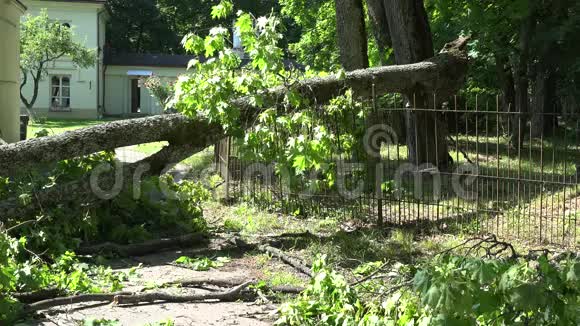 篱笆和住宅入口倒塌的大树枝视频的预览图