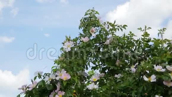 自然生长的狗玫瑰花视频的预览图