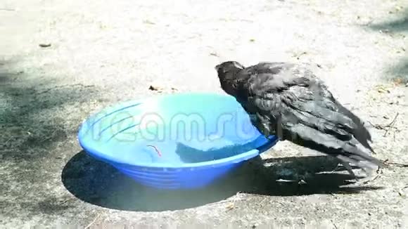 一只戴着头巾的小乌鸦在花园里喝水视频的预览图