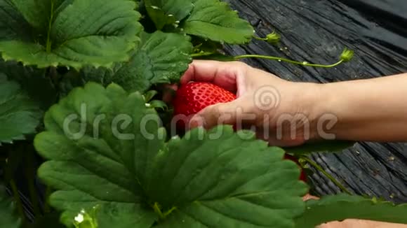 温室里的草莓视频的预览图