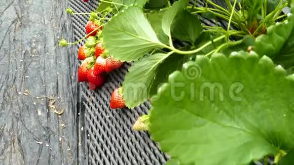 温室里的草莓视频的预览图