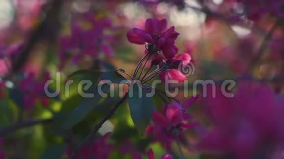 春花樱花或樱花树枝盛开日落背景视频的预览图