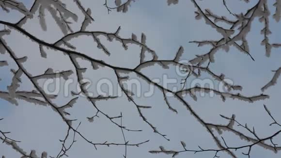 冰冻树枝视频的预览图