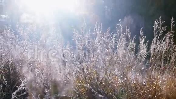 阳光透过草地寒冷的早晨黑麦视频的预览图