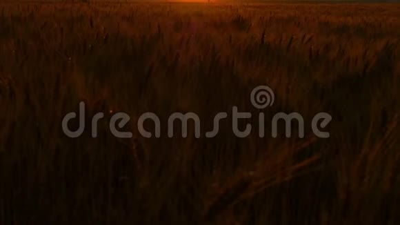 日落于麦地收获的概念视频的预览图