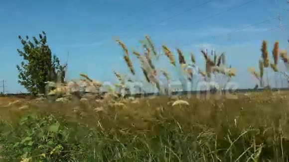 羽毛草在风中视频的预览图