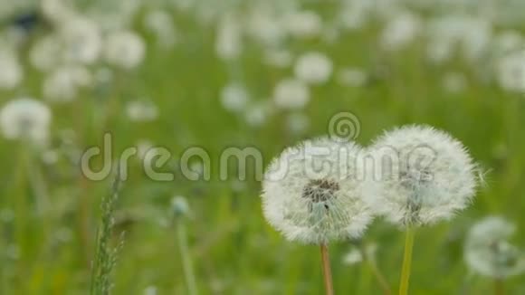 草地上的白色蒲公英多利盘视频的预览图