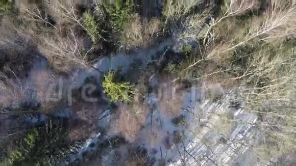 在冬天的混合森林里飞过树梢视频的预览图