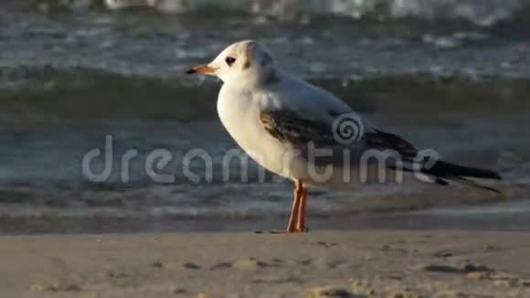 海滩上的海鸥视频的预览图