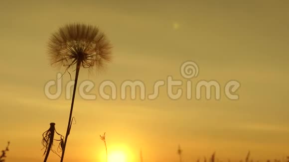蒲公英在田野的背景下美丽的日落日出时盛开的蒲公英花蓬松的蒲公英视频的预览图