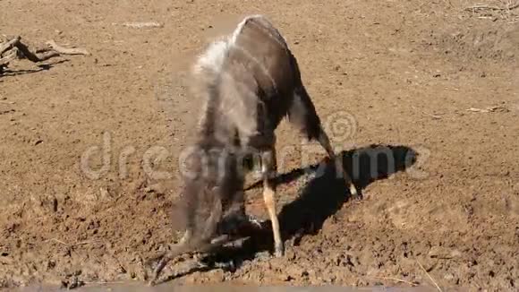 尼亚拉羚羊比赛视频的预览图