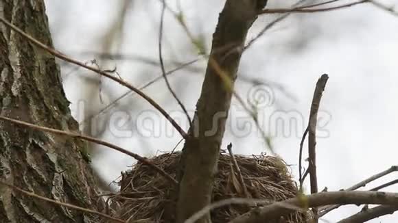 ThrushFieldfareTurduspilaris坐在巢上孵化卵视频的预览图
