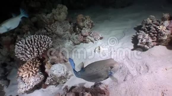 海底鱼视频的预览图