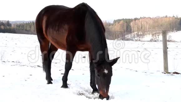马在冬天吃草视频的预览图