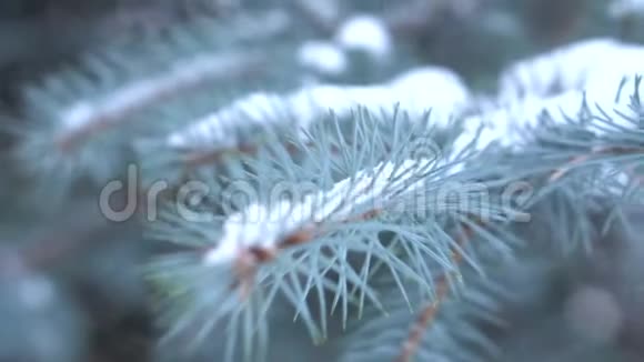 冬季杉树枝条特写枝满霜雪视频的预览图