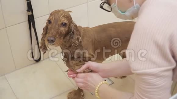 女洗鸡犬在洗澡视频的预览图