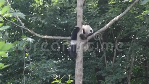 可爱的熊猫在树上视频的预览图