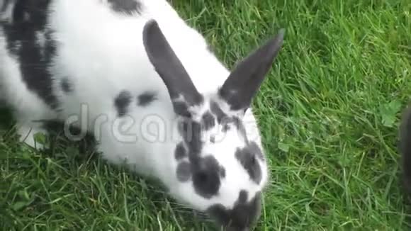 兔子一起吃草视频的预览图