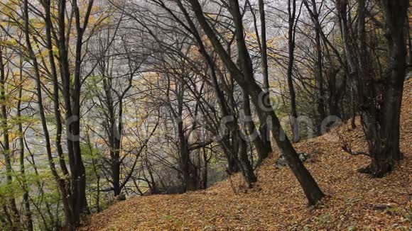 落叶在小径上视频的预览图