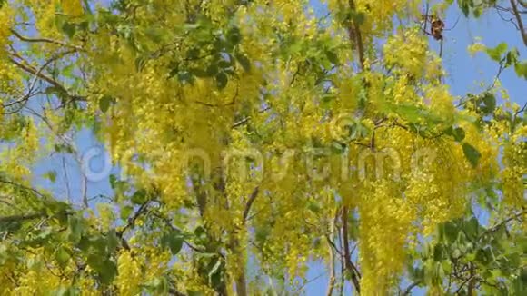 金色的淋浴树在夏天绽放视频的预览图