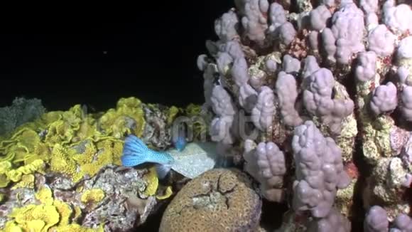 阿拉伯博克斯鱼科鱼类水下红海视频的预览图