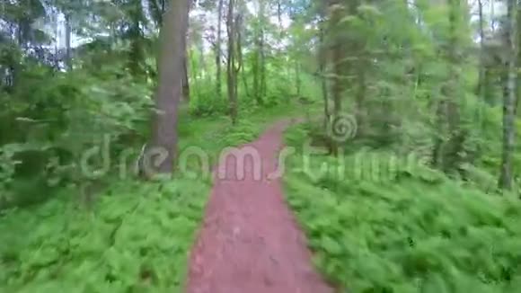 在阳光明媚的夏日漫步在森林的小径上视频的预览图