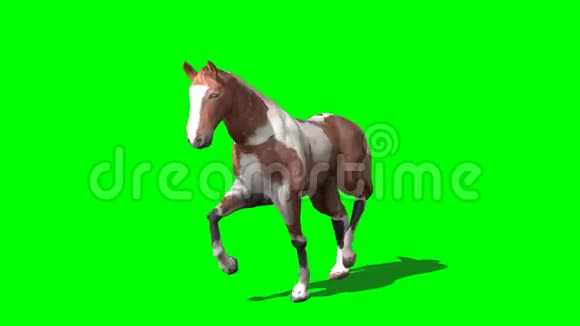斑点马的三维渲染视频的预览图