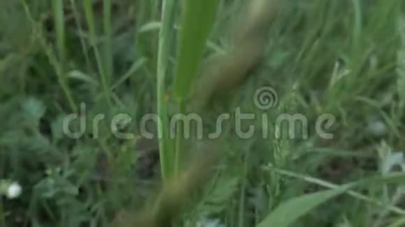 孟加拉猫和狗玩具猎犬在绿草上散步视频的预览图