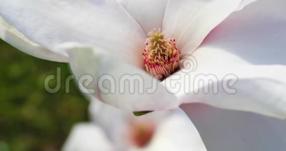 美丽的玉兰花在春天视频的预览图