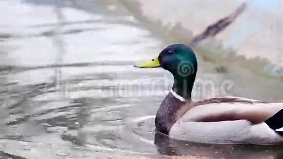 野鸭池塘里的马拉德视频的预览图