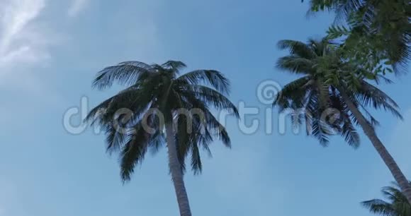 一看拂晓的棕榈树视频的预览图