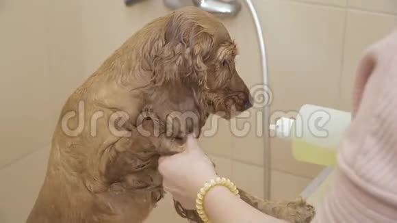 格鲁派在浴室里洗了金鸡犬的皮毛视频的预览图