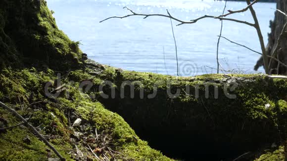 4K近景的一棵树覆盖着苔藓和一个湖的背景视频的预览图