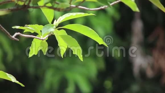 白色香帕卡树在自然光米切利亚阿尔巴DC视频的预览图