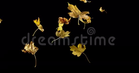 秋天的树叶落在黑色的背景下视频的预览图