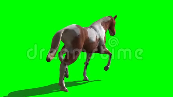 斑点马的三维渲染视频的预览图