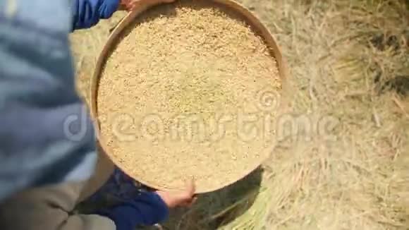 水稻收获过程巴厘岛农场工人妇女在田间播种水稻亚洲传统农业4K慢动作录像视频的预览图
