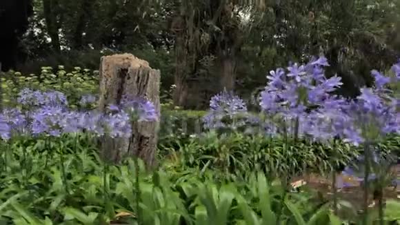 4k植物公园观不同类型的绿色和平自然植物绿草树木和花卉阿斯图里亚斯视频的预览图