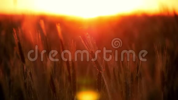 日落时的小麦在美丽的傍晚阳光下谷物作物小麦收获一口麦子视频的预览图