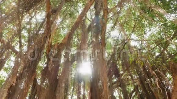 阳光穿过丛林中的榕树越南视频的预览图