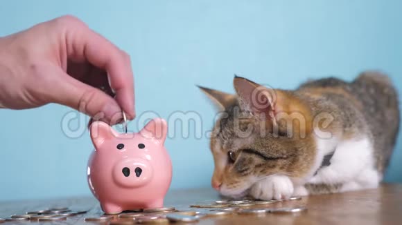 猪银行和猫团队合作搞笑视频钱概念金融业务会计财猫会计金融家视频的预览图
