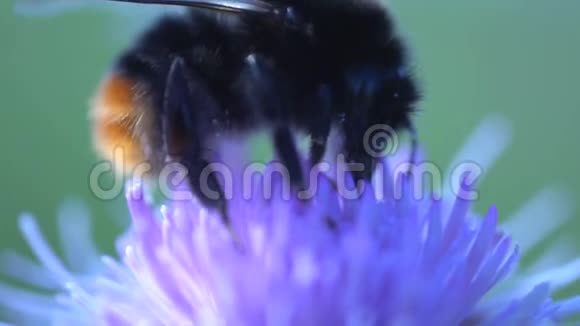 大黄蜂极端接近吃粉红色花蜜视频的预览图