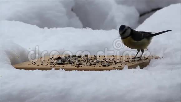 蓝雀在雪中吃鸟籽视频的预览图