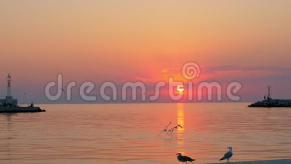日落时分海鸥飞过海面视频的预览图