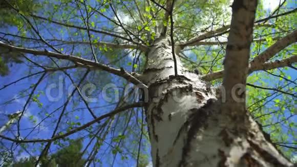 天空和桦树的自然景观俄罗斯的象征视频的预览图