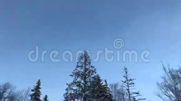 车辆行驶冬季森林时从下至上的汽车安装摄像机视频的预览图